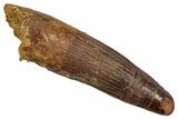 Fossil Spinosaurus Tooth - Feeding Worn Tip #344184-1